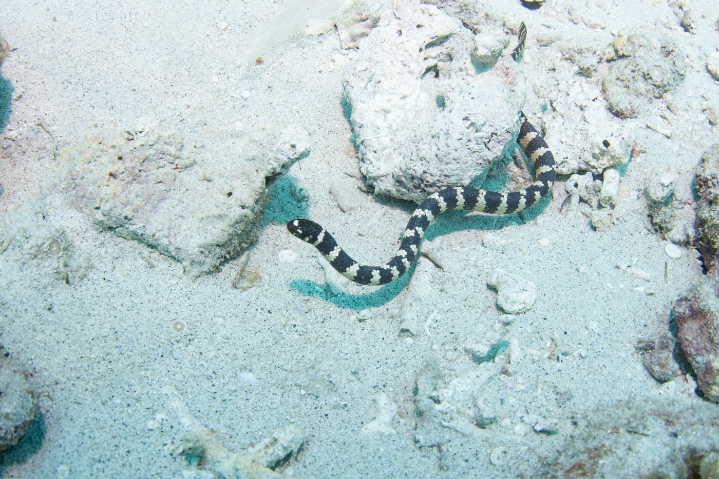 sea snake