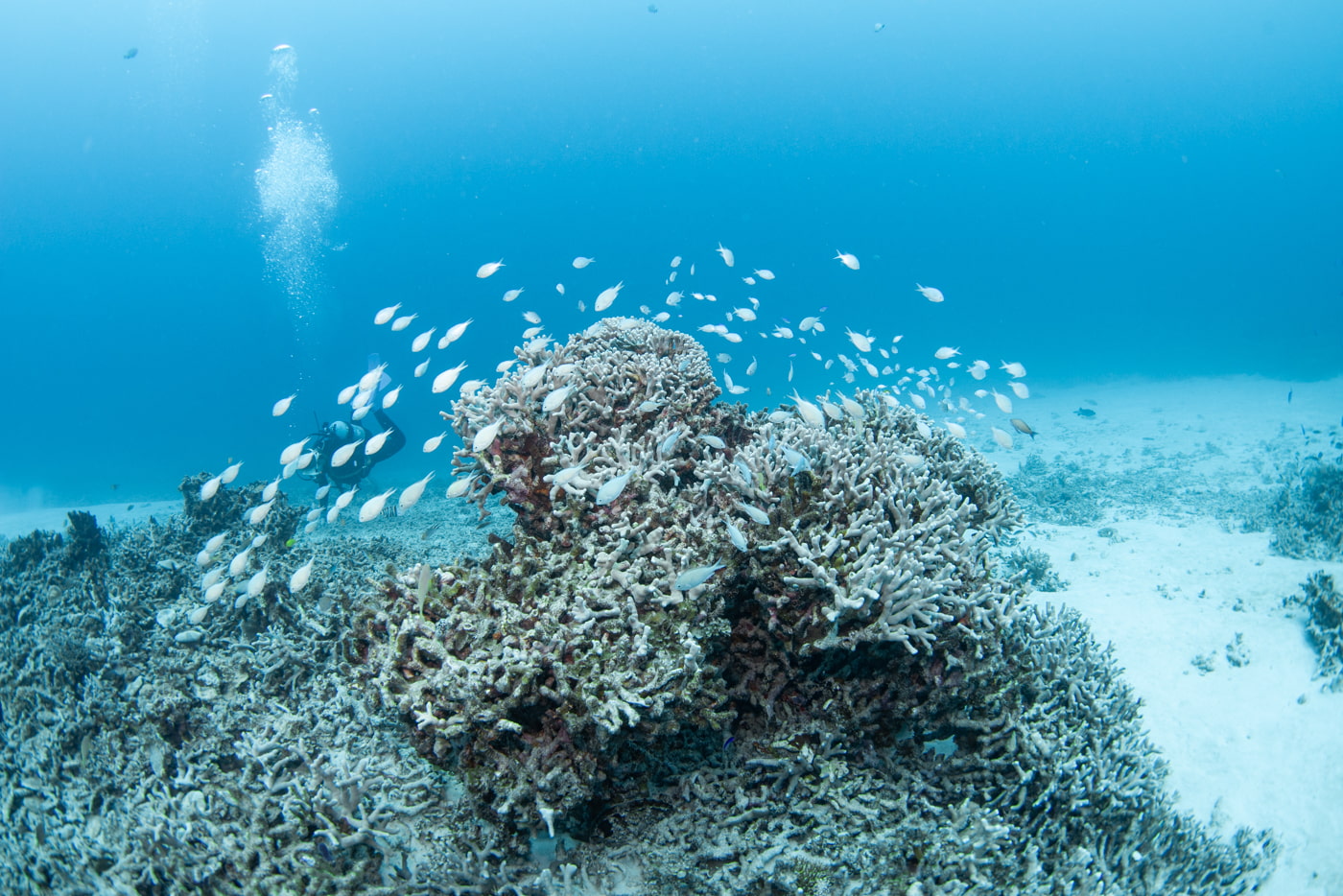 Coral Reefs and Tropical Fish in the Kerama Islands