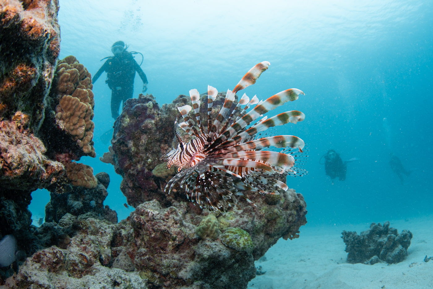 lion fish