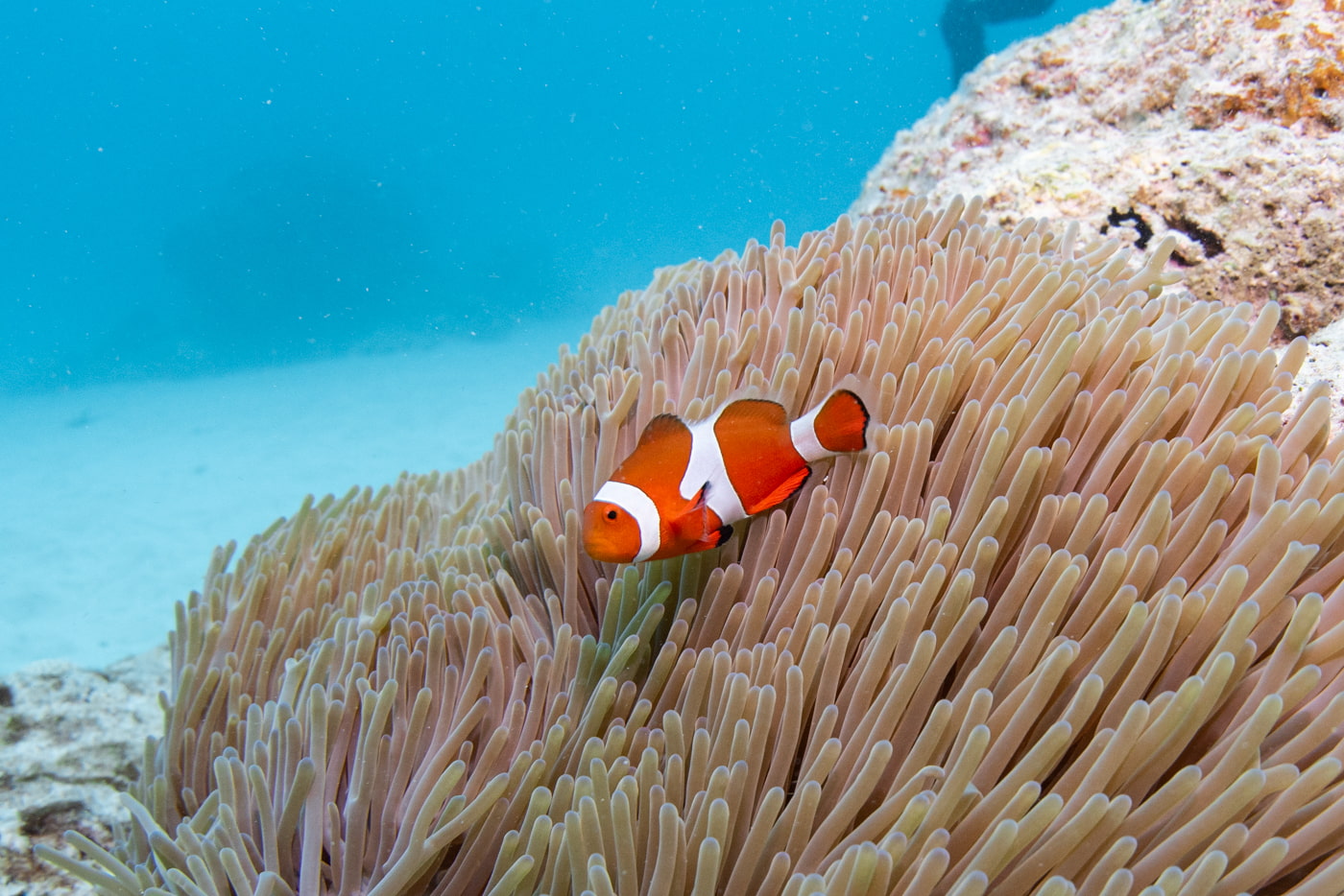 clownfish