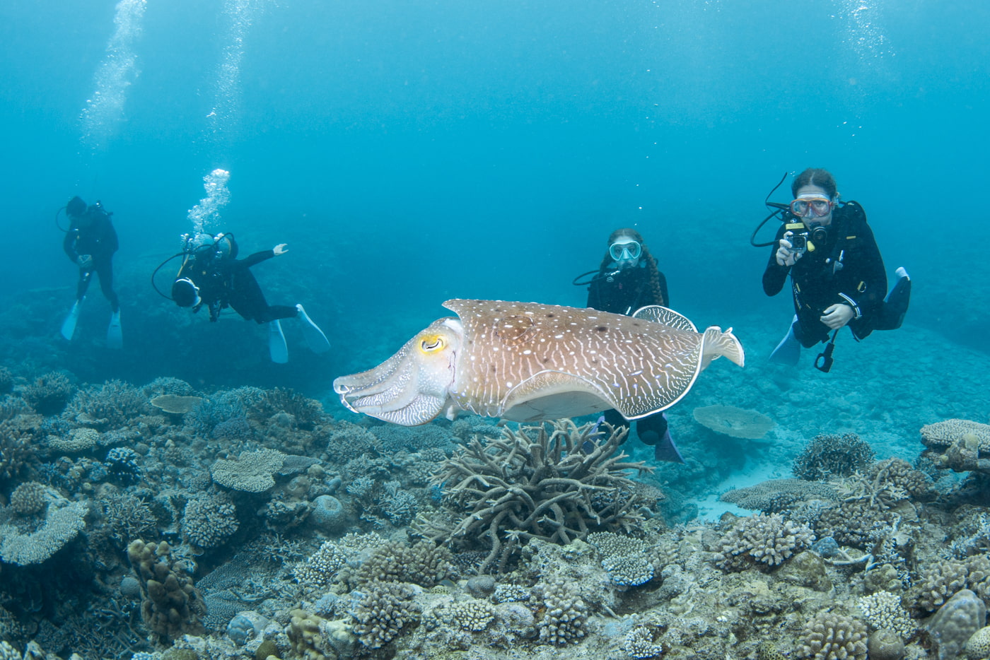 Guest with a Broadclub Cuttlefish