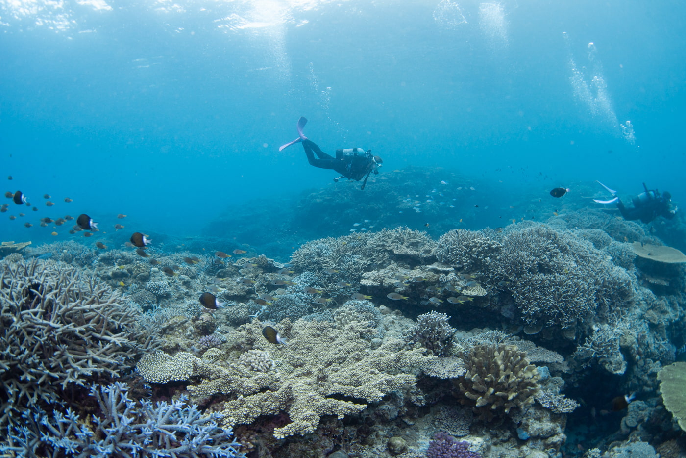 Underwater Scenery