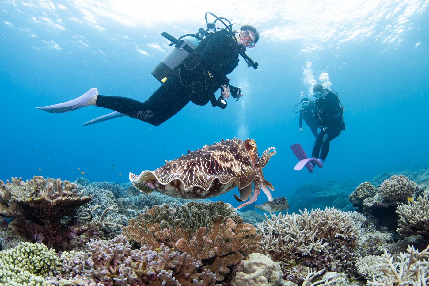 Guest with a Broadclub Cuttlefish