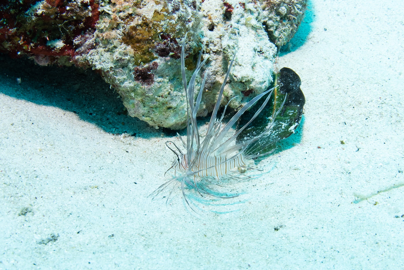 lionfish