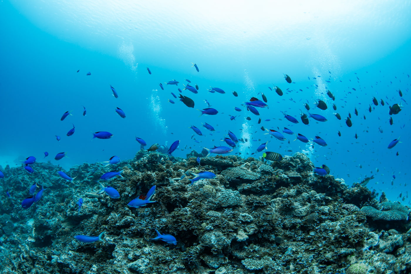 Underwater scenery