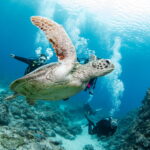 Diving in the Kerama Islands With Guests From the USA, Canada, and Israel. Sea Turtles and Cuttlefish!