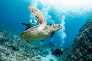 Diving in the Kerama Islands With Guests From the USA, Canada, and Israel. Sea Turtles and Cuttlefish!