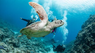 Diving in the Kerama Islands With Guests From the USA, Canada, and Israel. Sea Turtles and Cuttlefish!