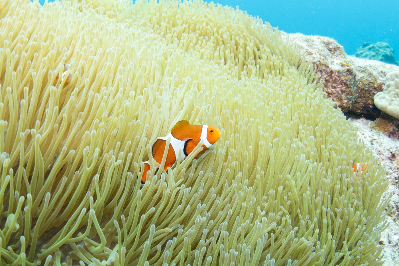 clownfish