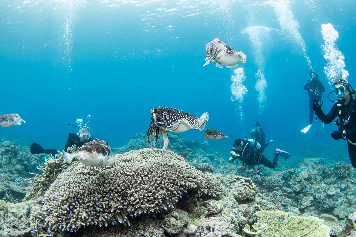 Broadclub Cuttlefish
