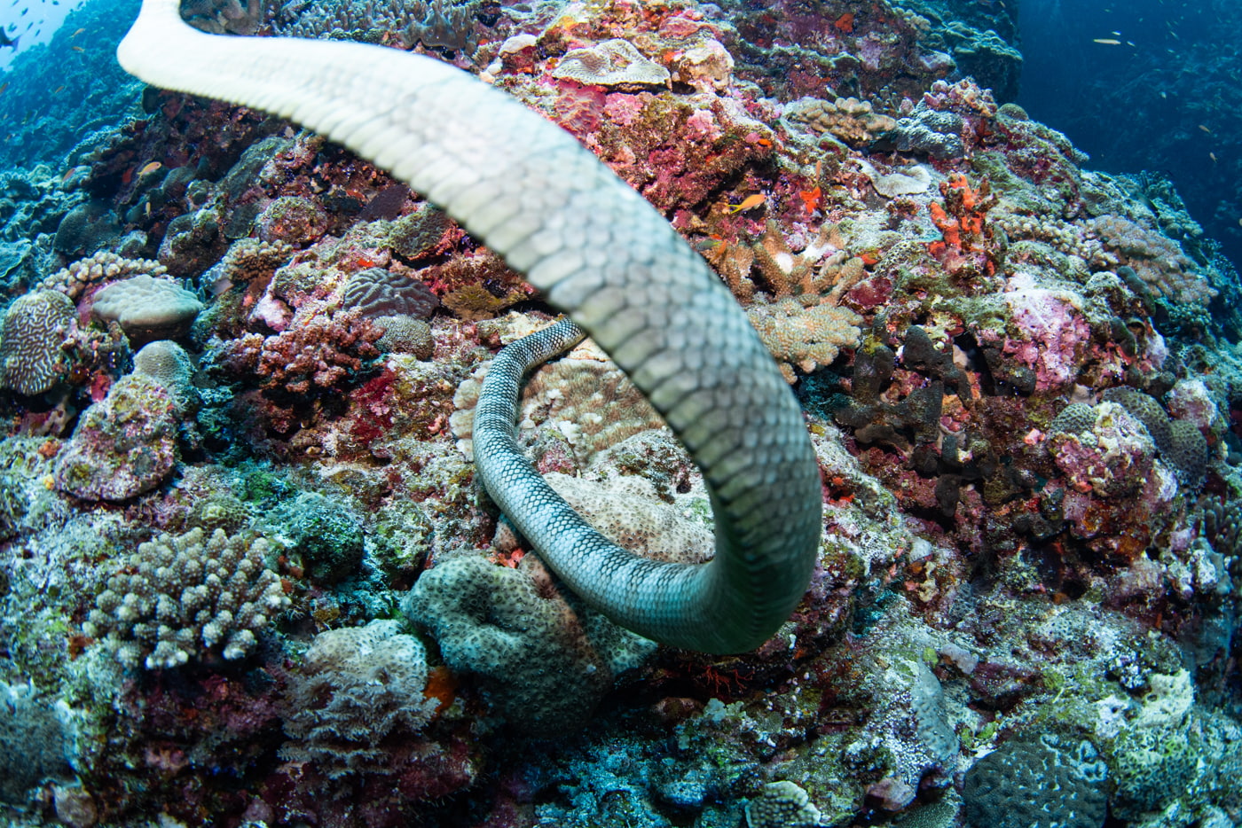 sea snake
