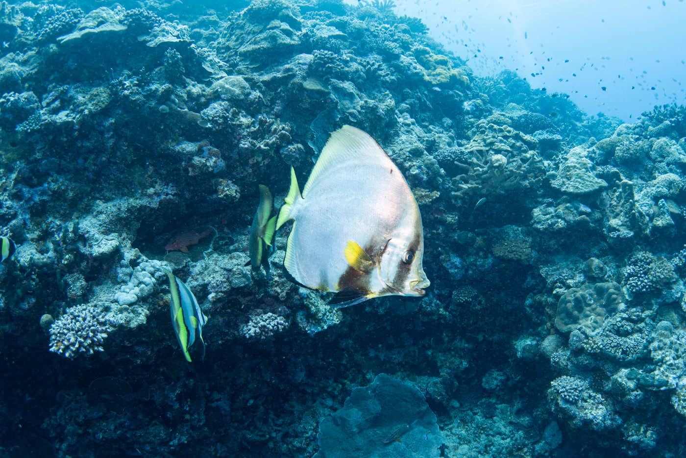 Batfish