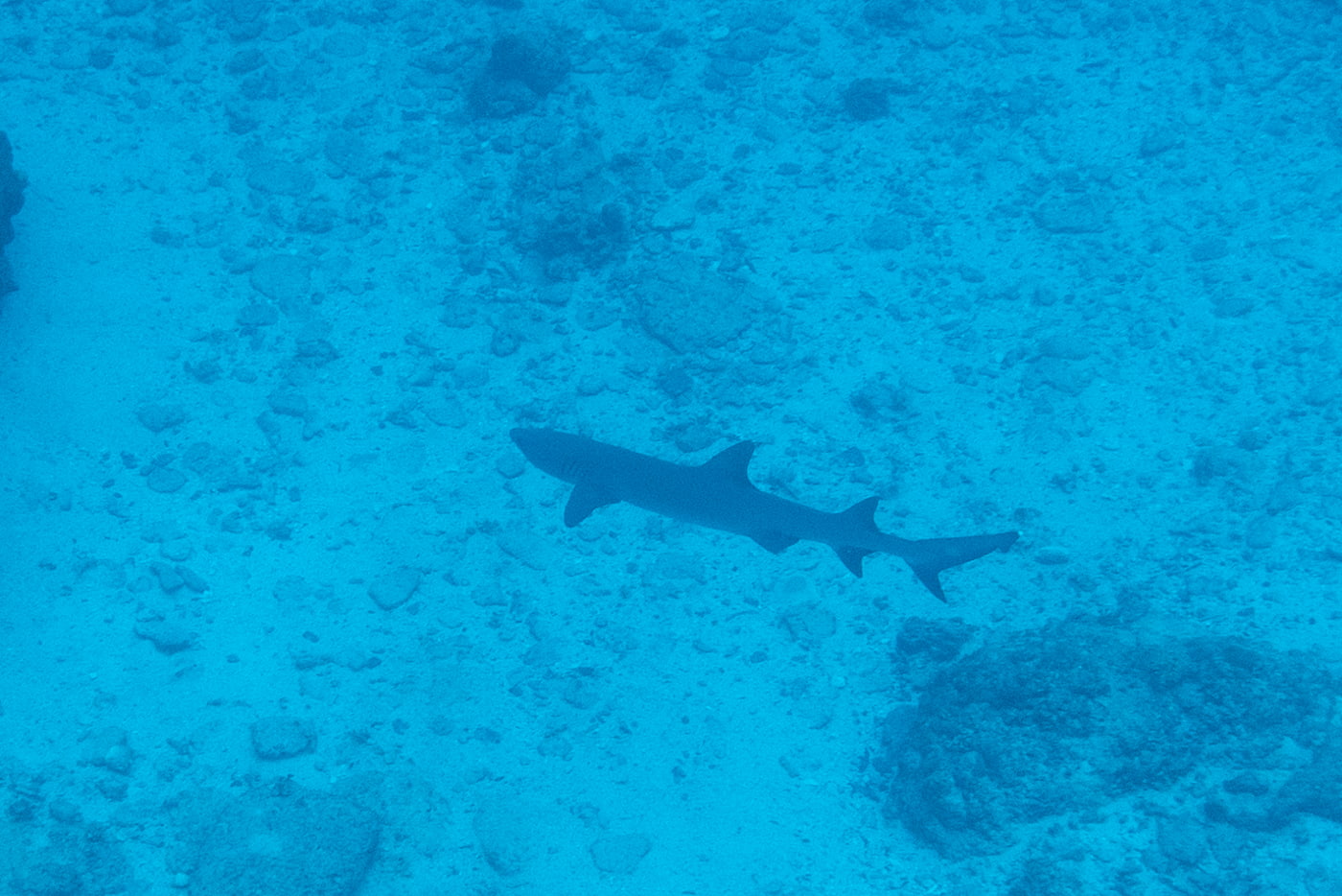 a whitetip reef shark