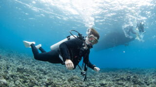 Diving in the Kerama Islands With Guests From the Netherlands. Reef Shark and Sea Turtle