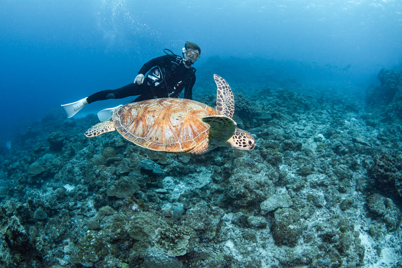 sea turtle and guest