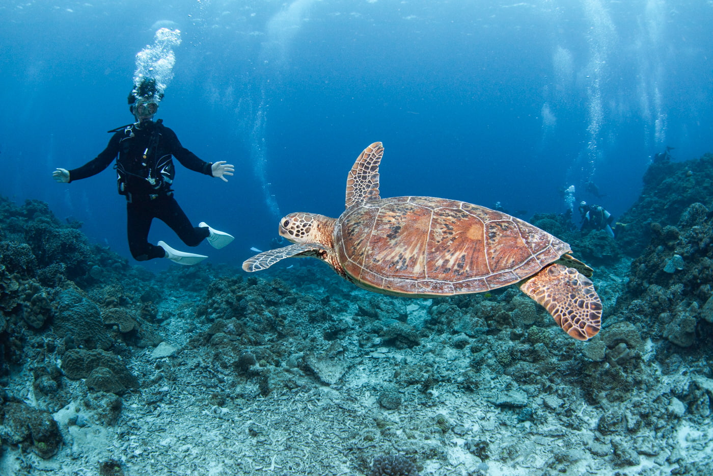 sea turtle and guest
