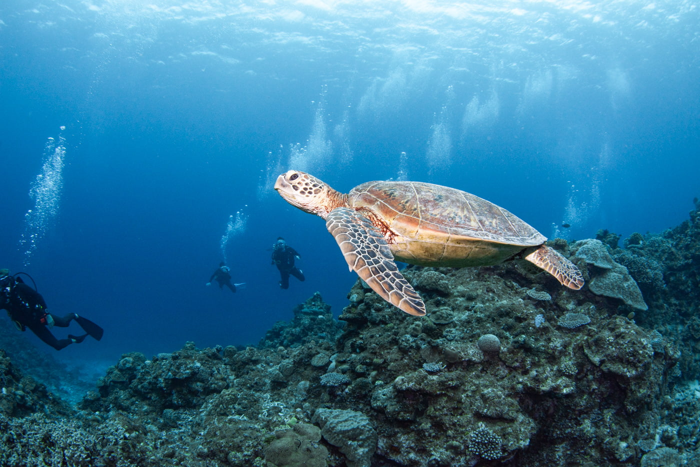 sea turtle and guest