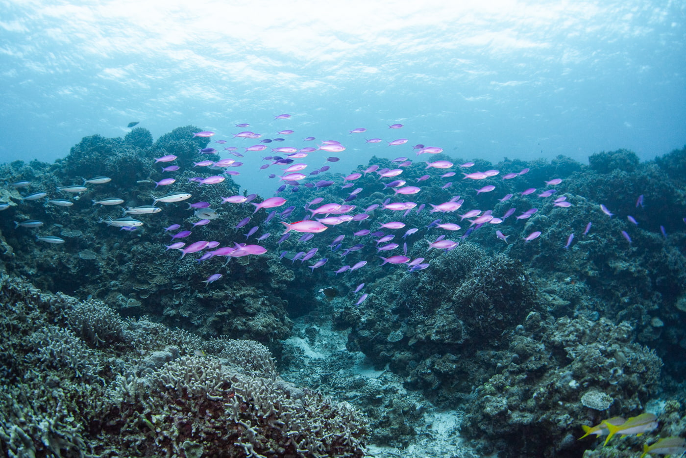 Underwater scenery