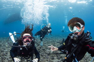 Diving the Kerama Islands With Guests From the Netherlands and Taiwan. Beautiful Caves and Sea Turtles