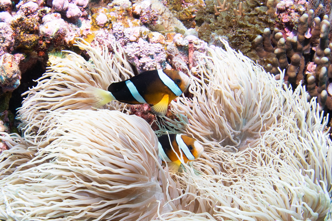 clownfish