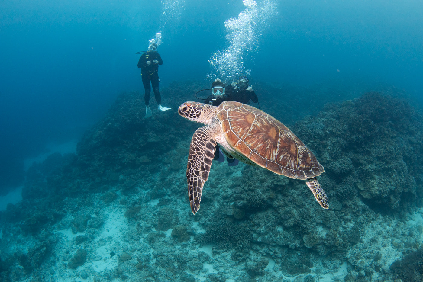 sea turtle and guests