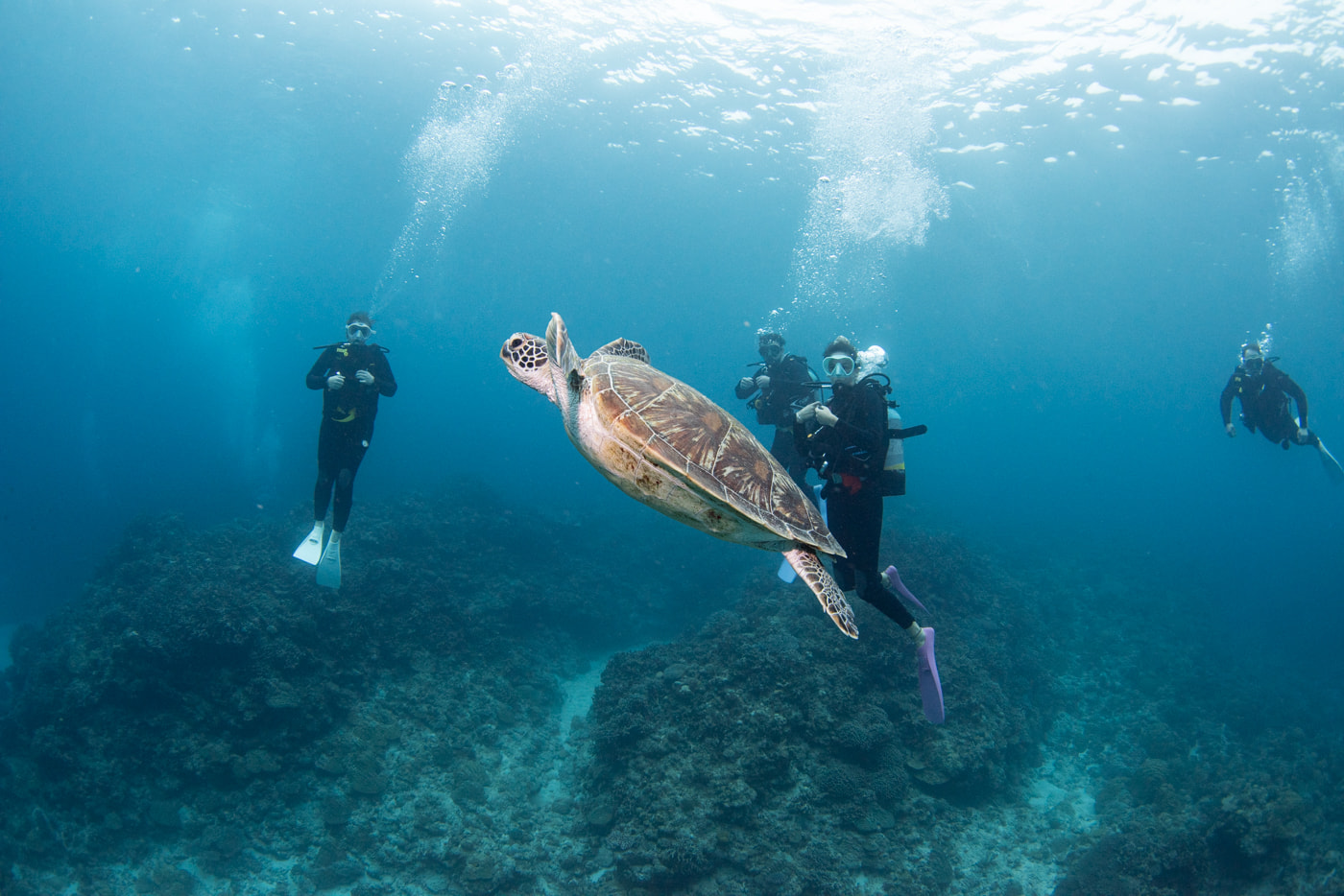 sea turtle and guests