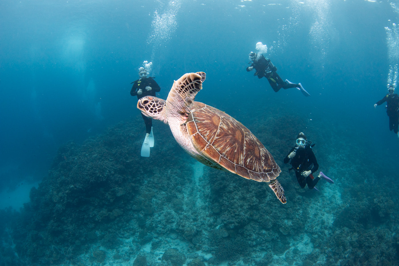 sea turtle and guests