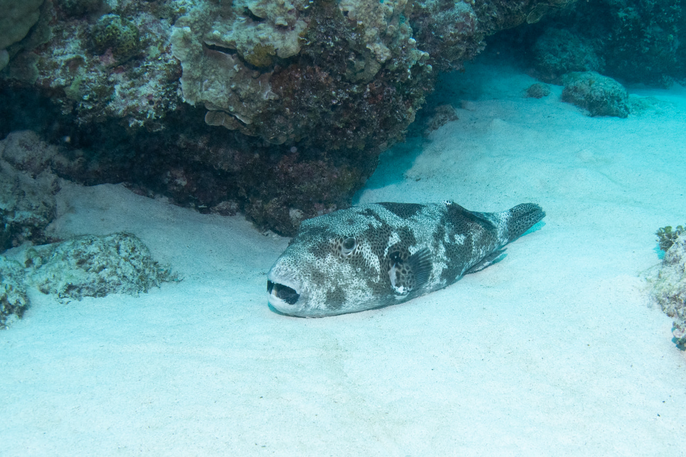 Pufferfish