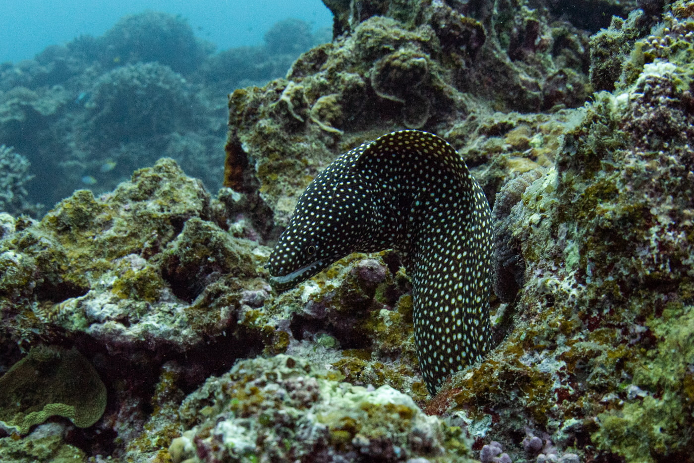 Moray Eel