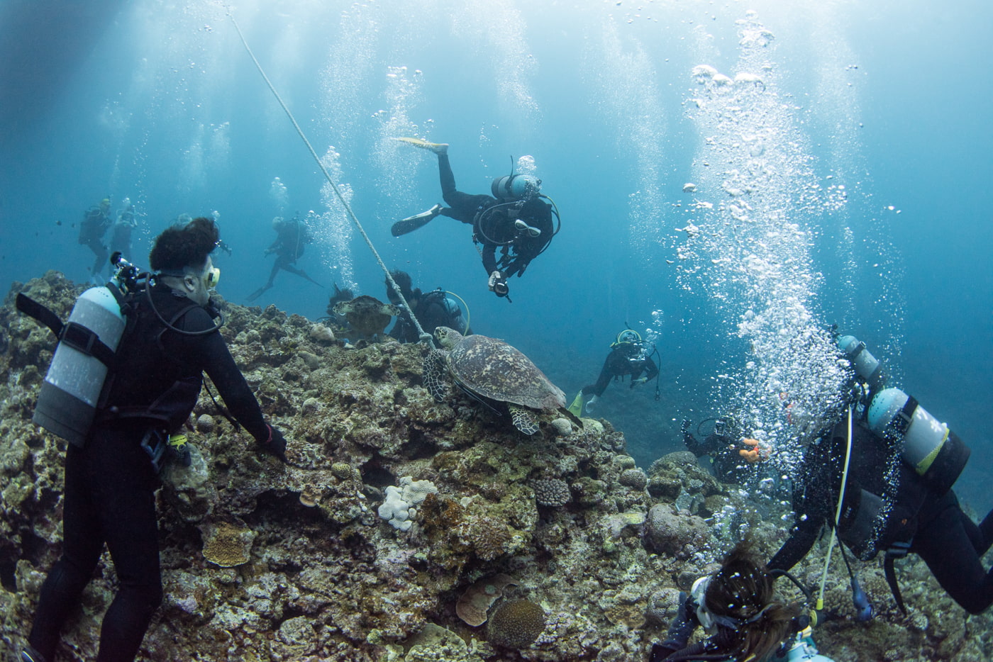 sea turtle and guests
