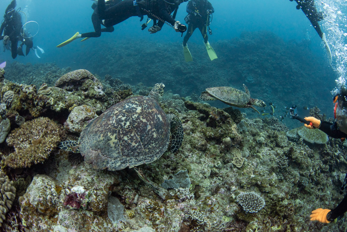 sea turtle and guests