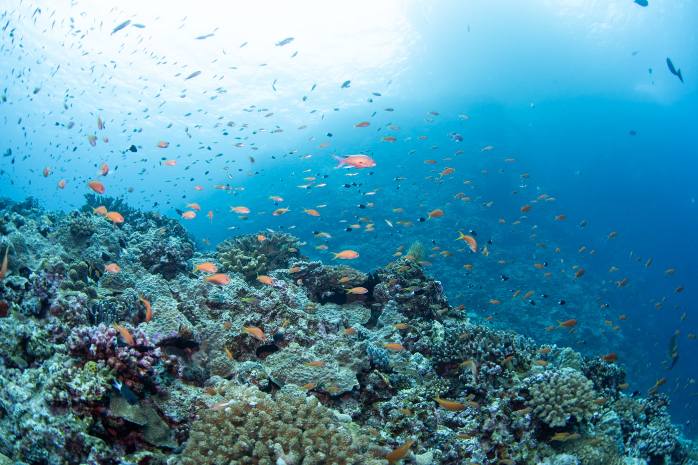 Underwater scenery