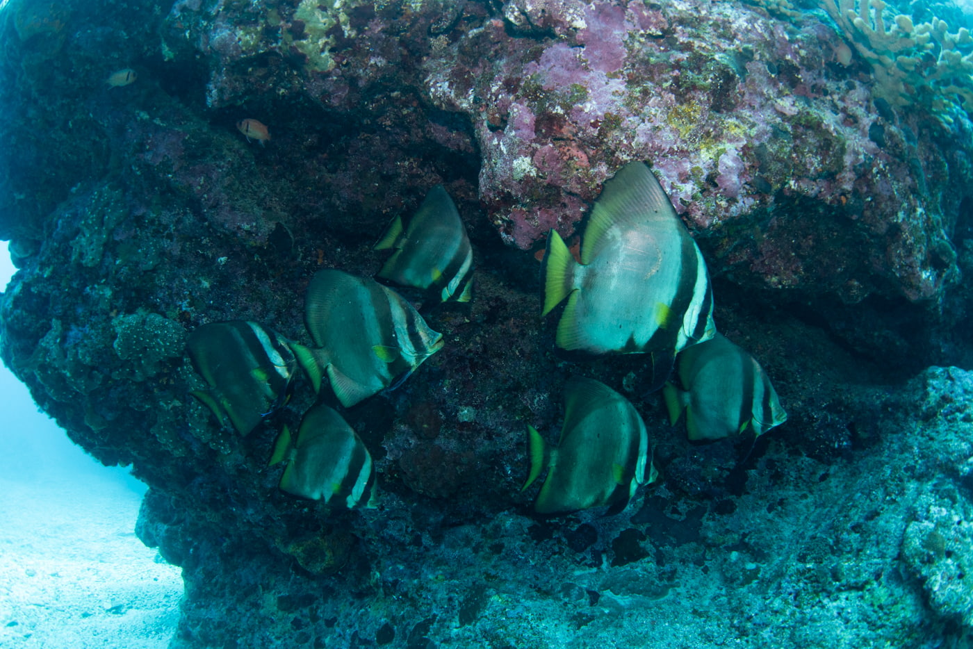 batfish