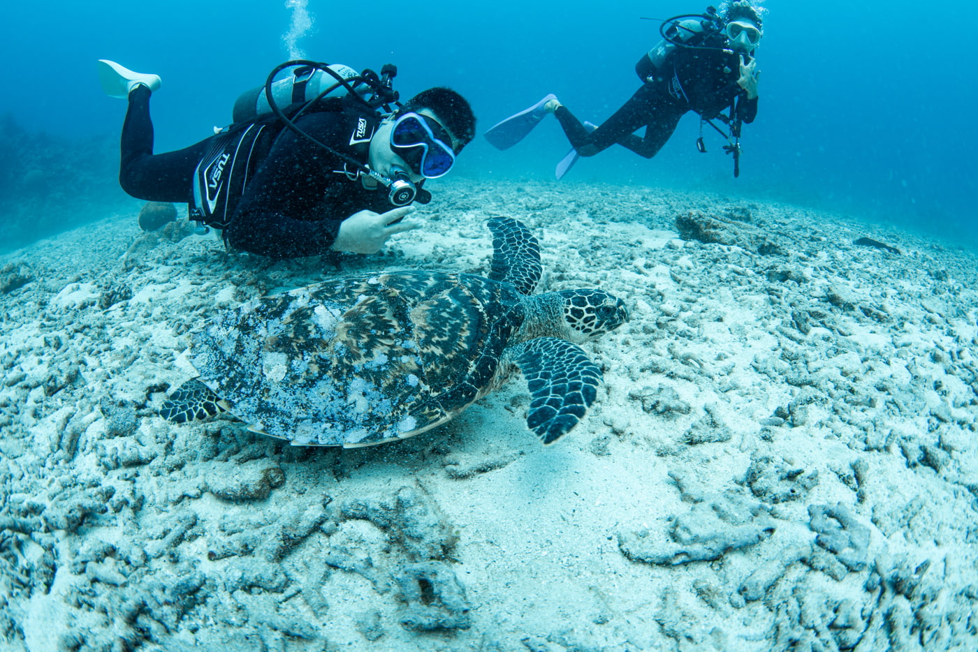 sea turtle and guests