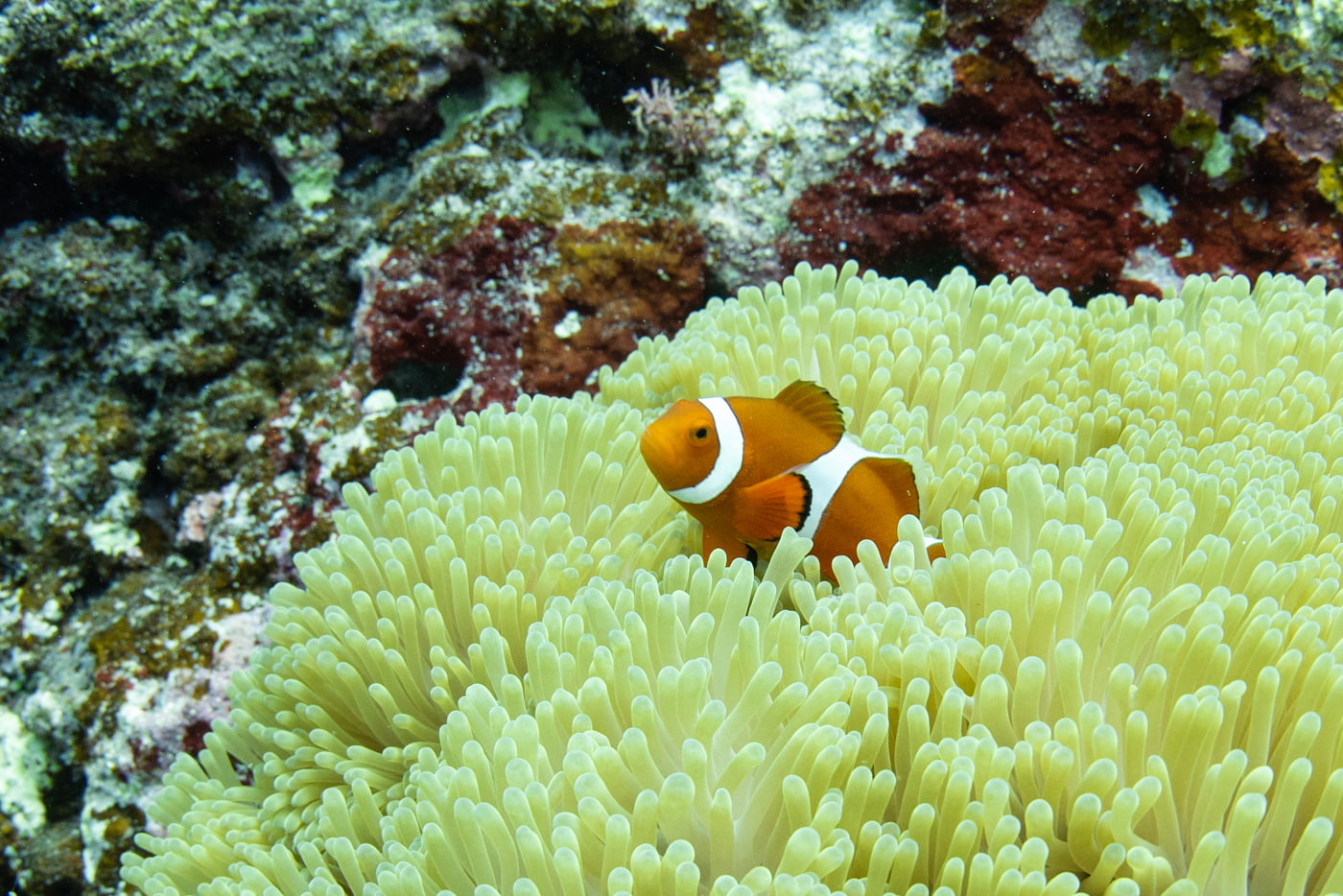 Clownfish