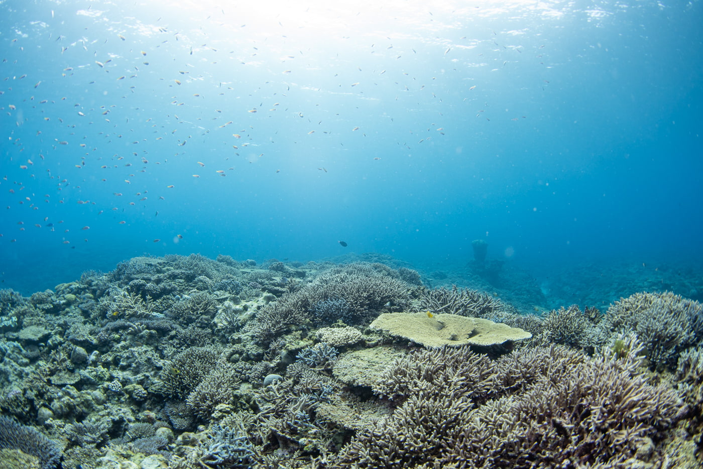 Underwater scenery
