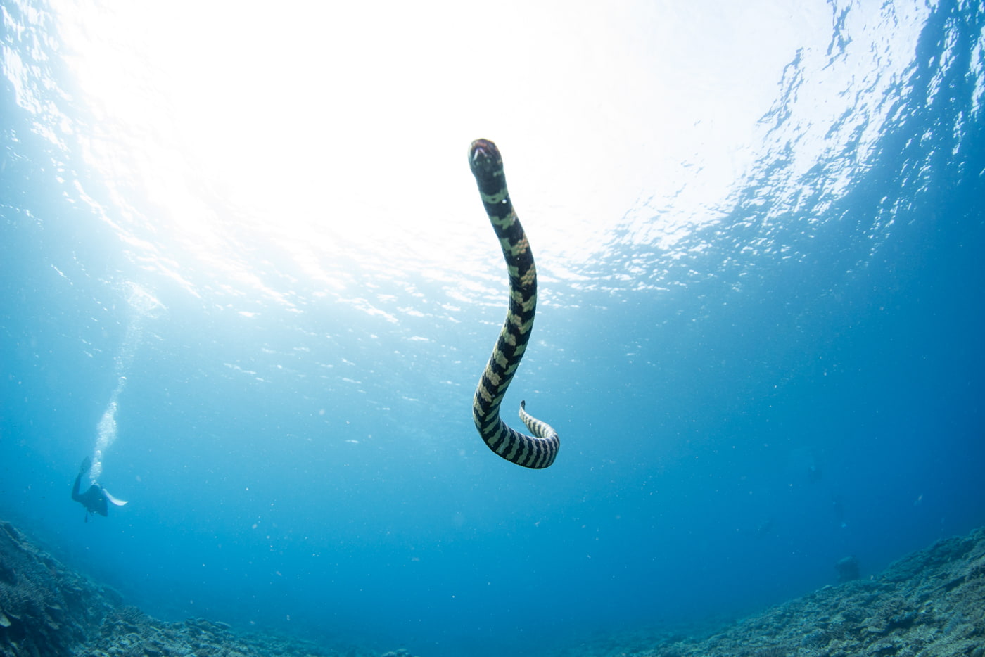 sea snake