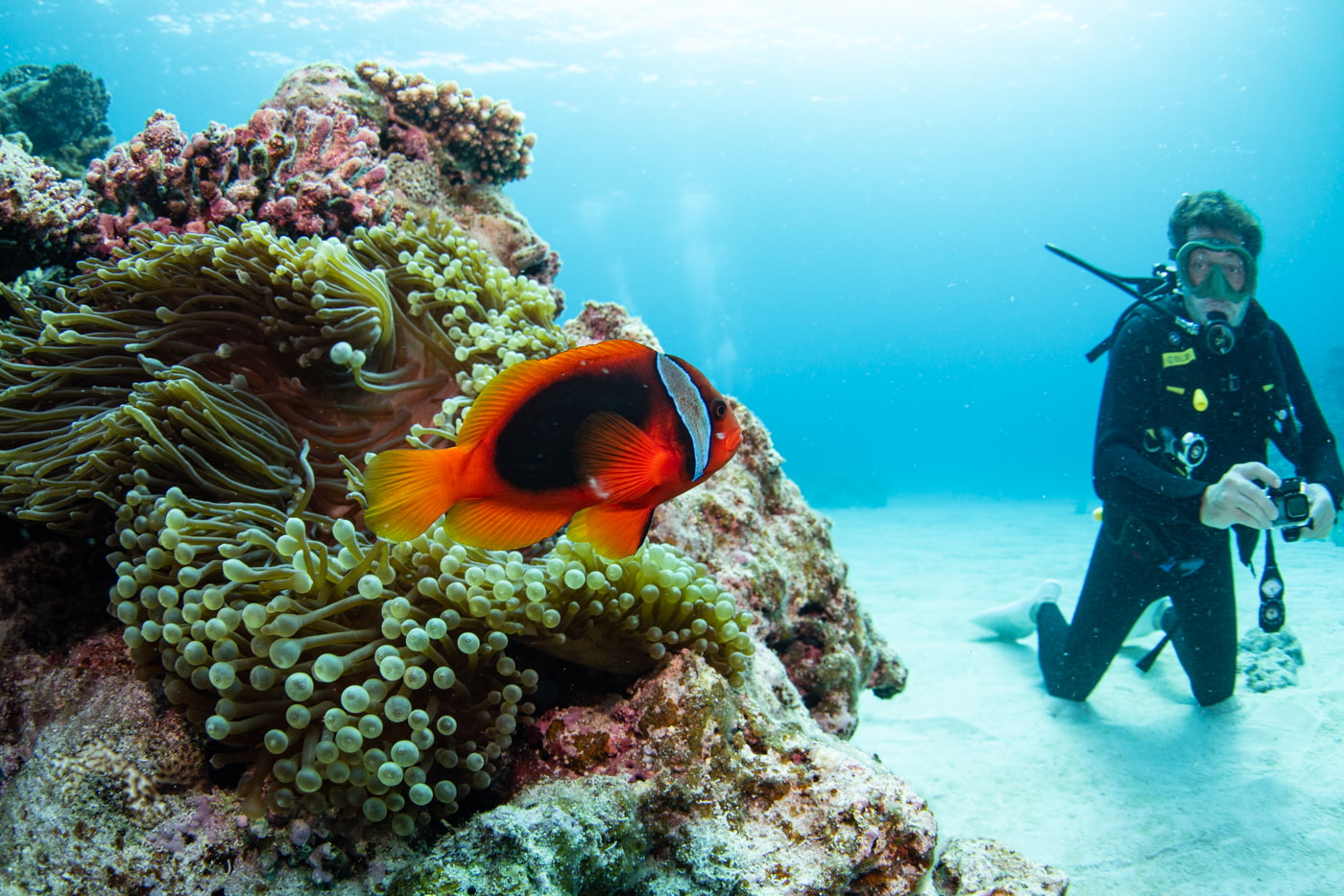 clownfish
