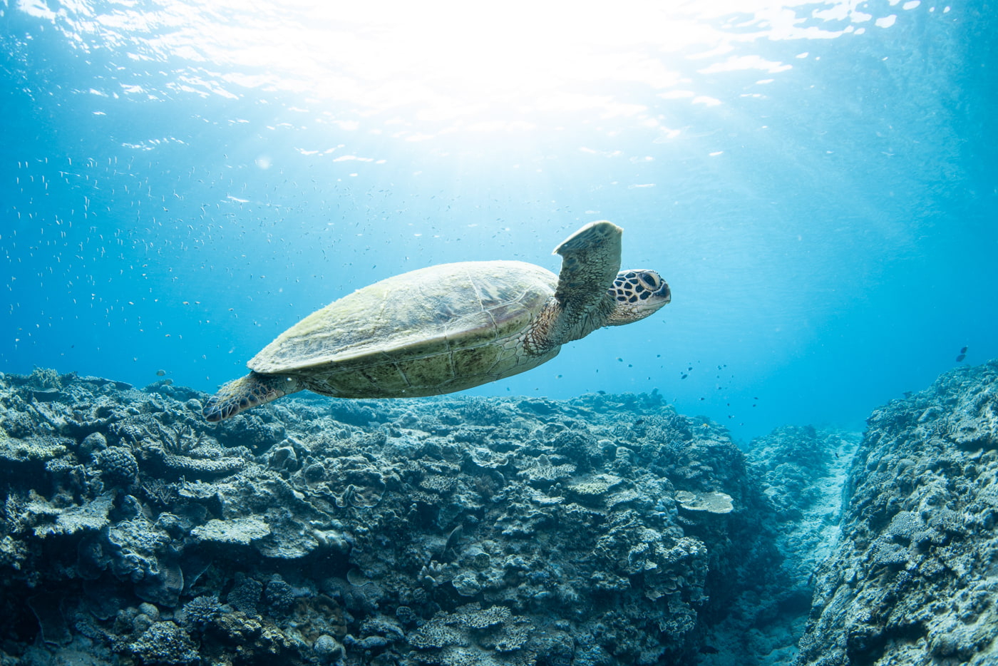sea turtle