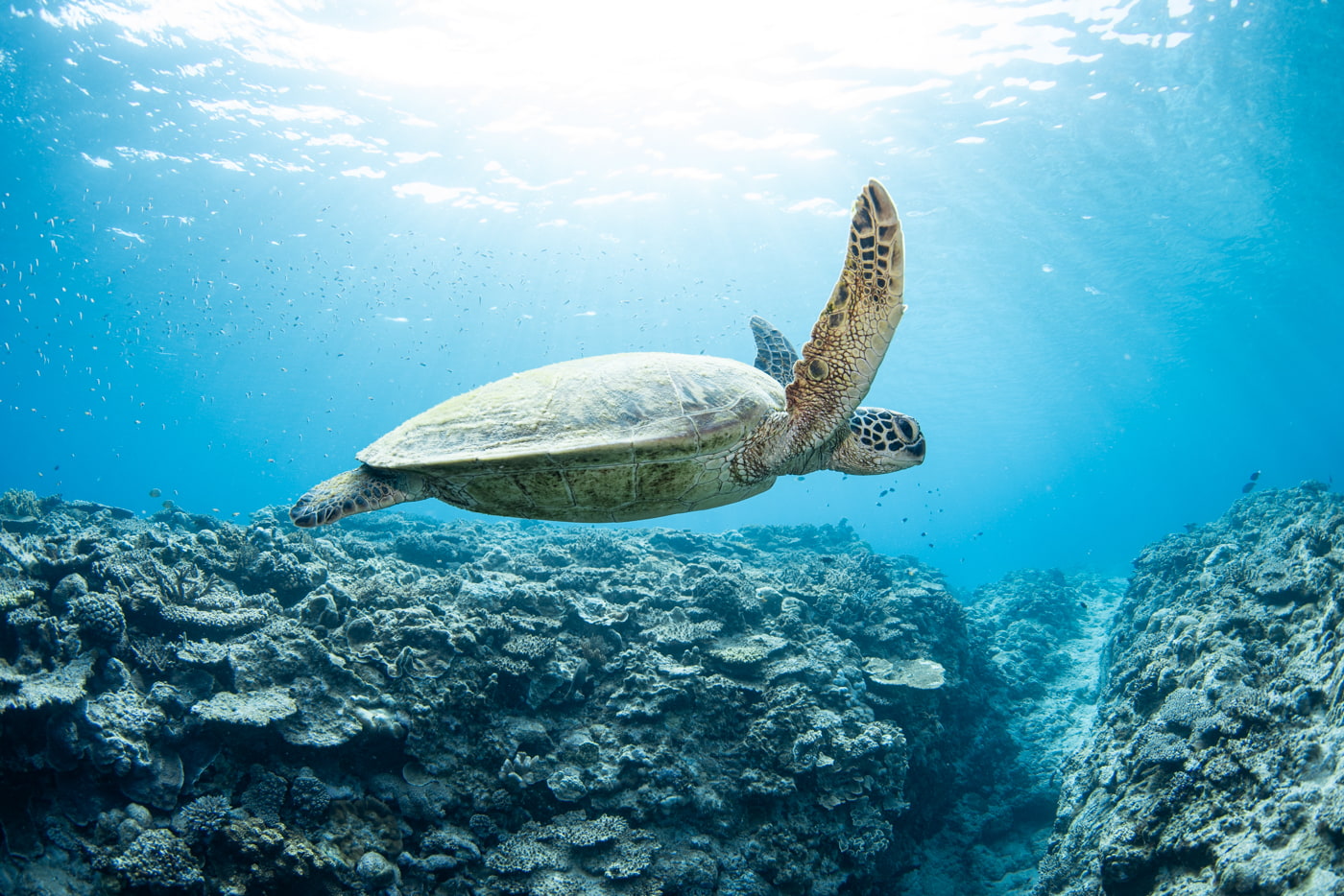 sea turtle