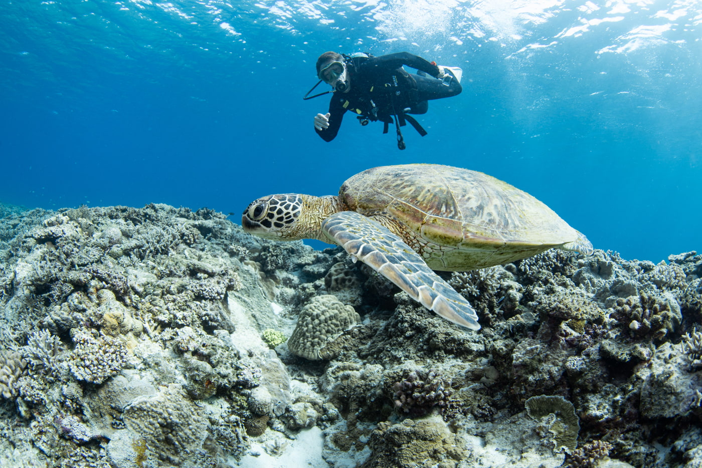 sea turtle and guest
