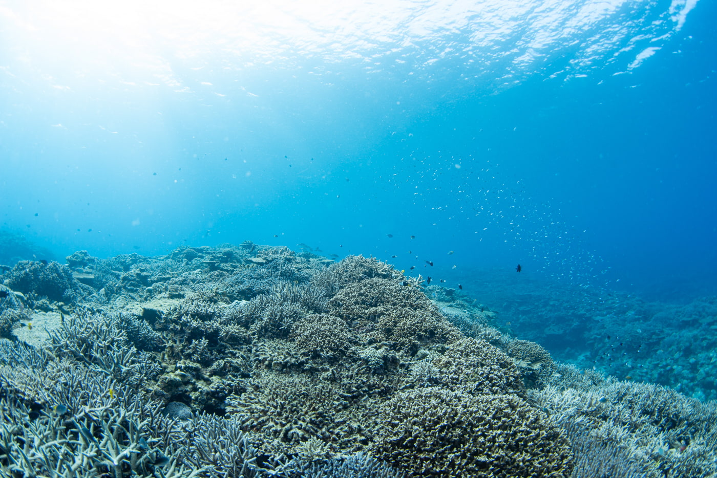 Underwater scenery