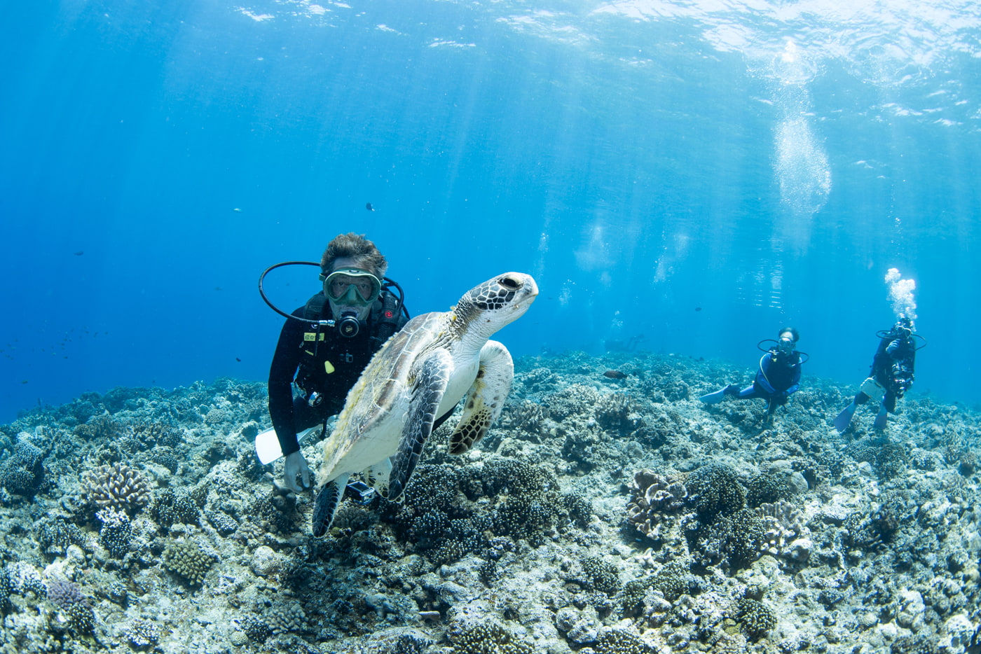 sea turtle and guest