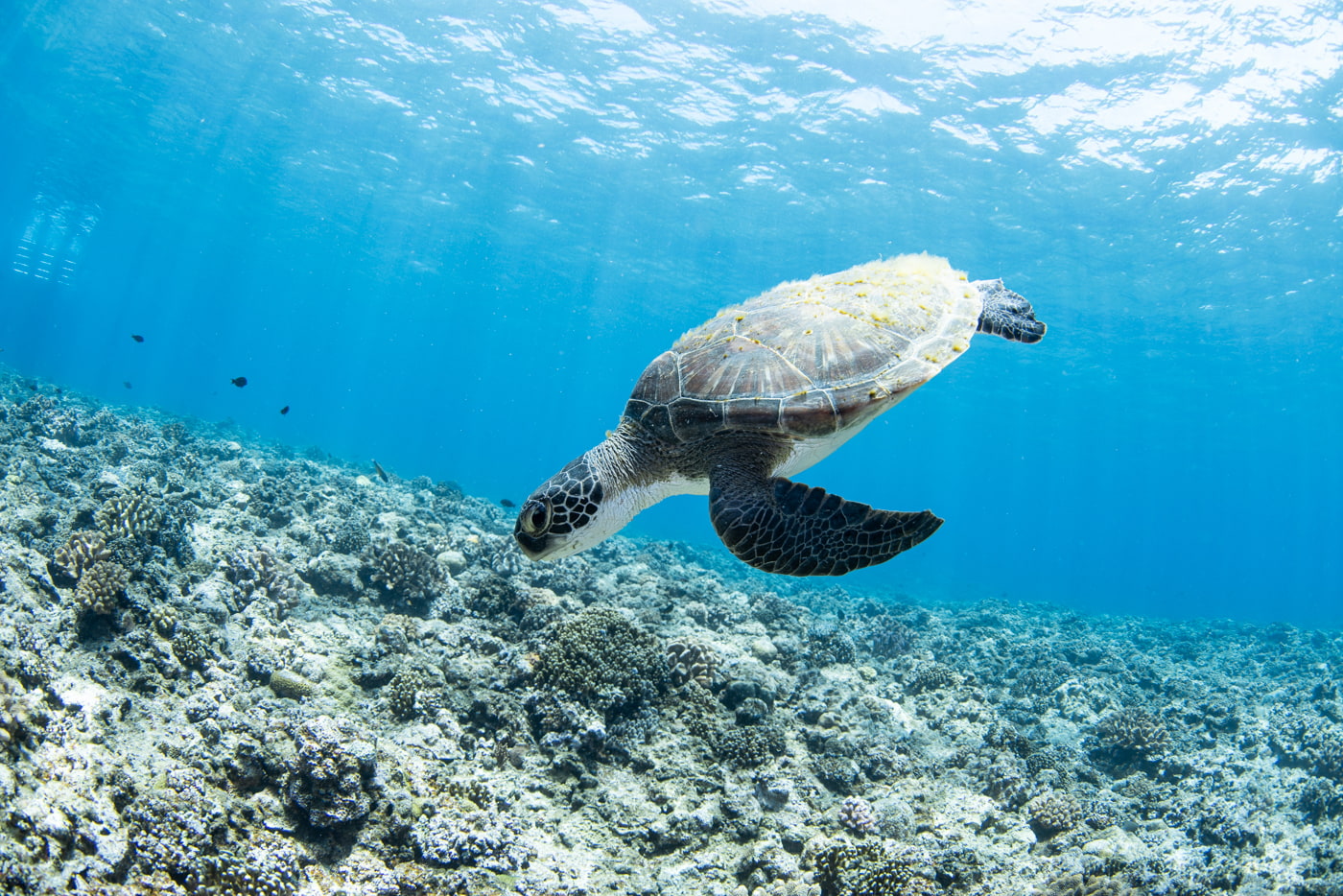 green sea turtle