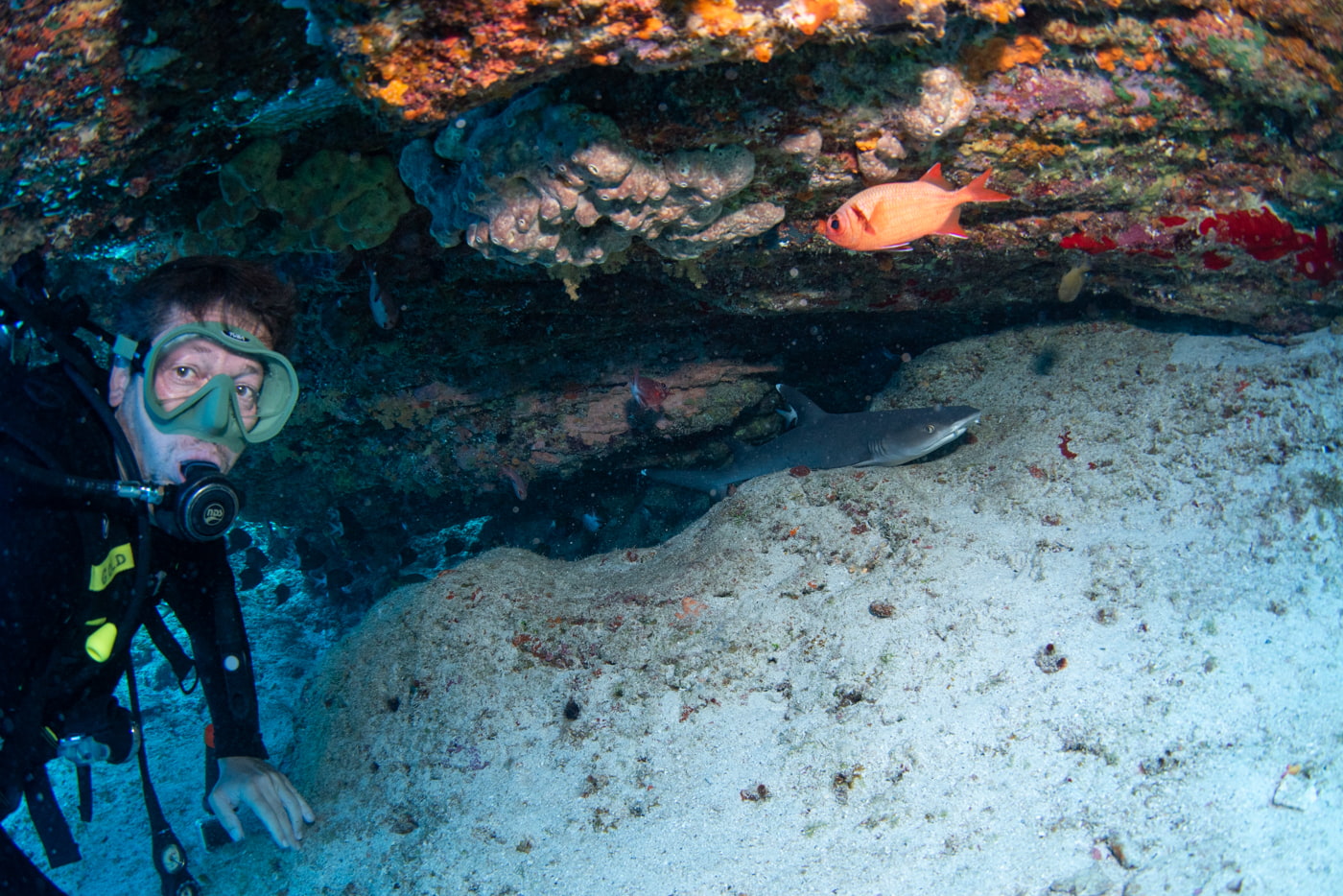 guest and a whitetip reef shark
