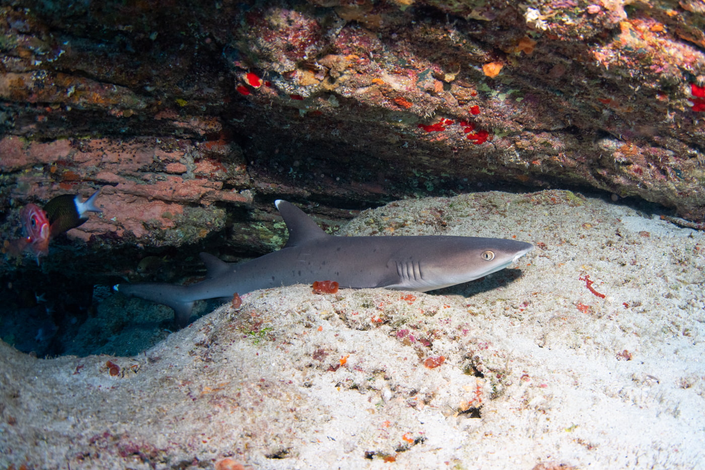 a whitetip reef shark