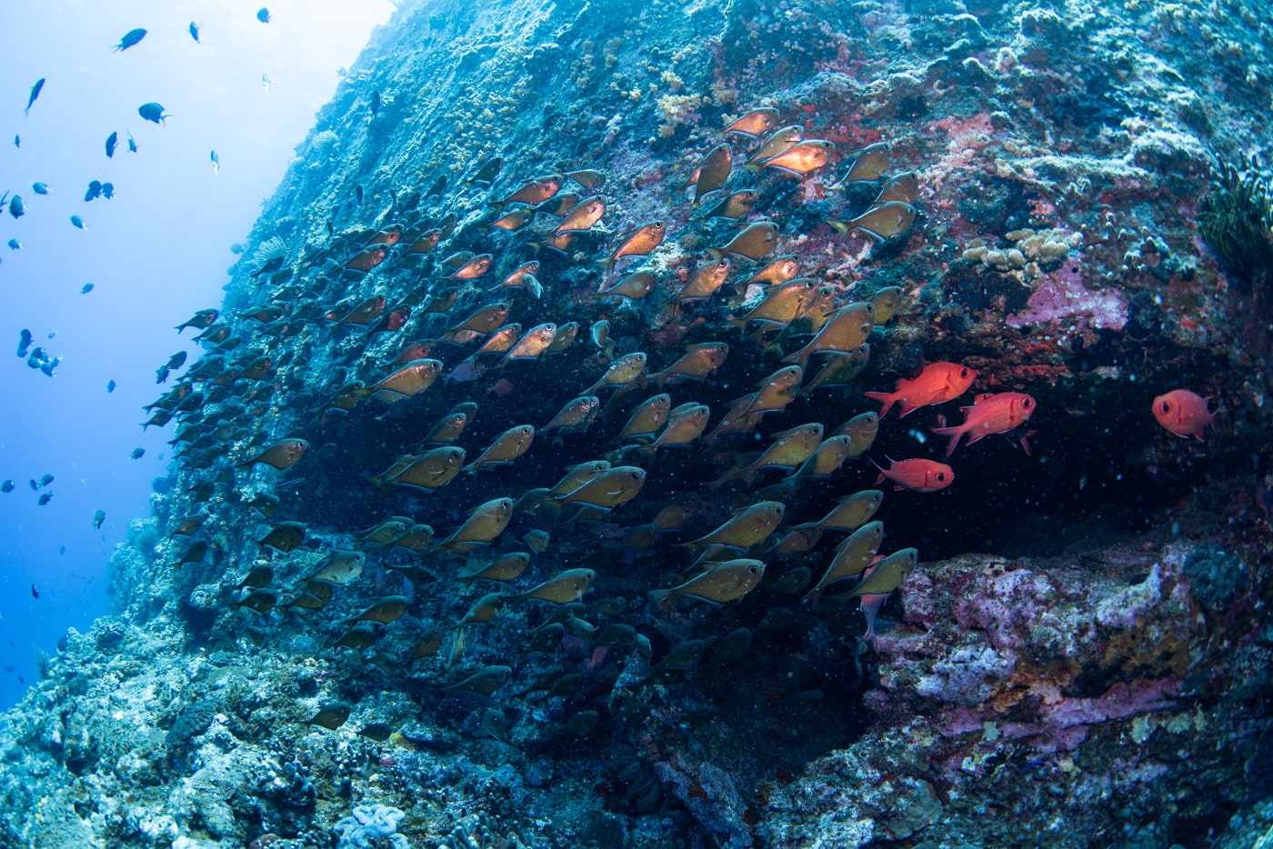 Underwater scenery