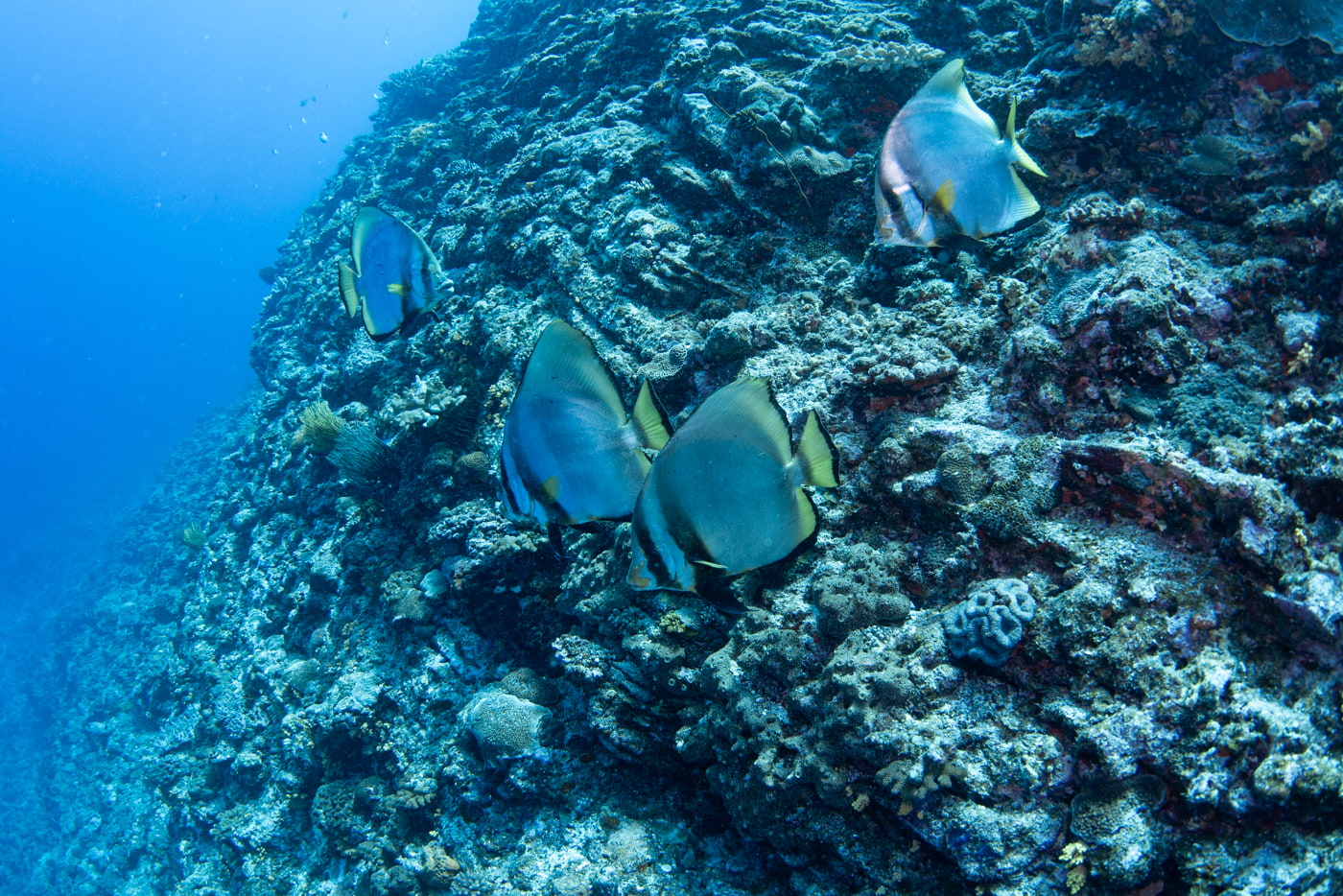 Underwater scenery