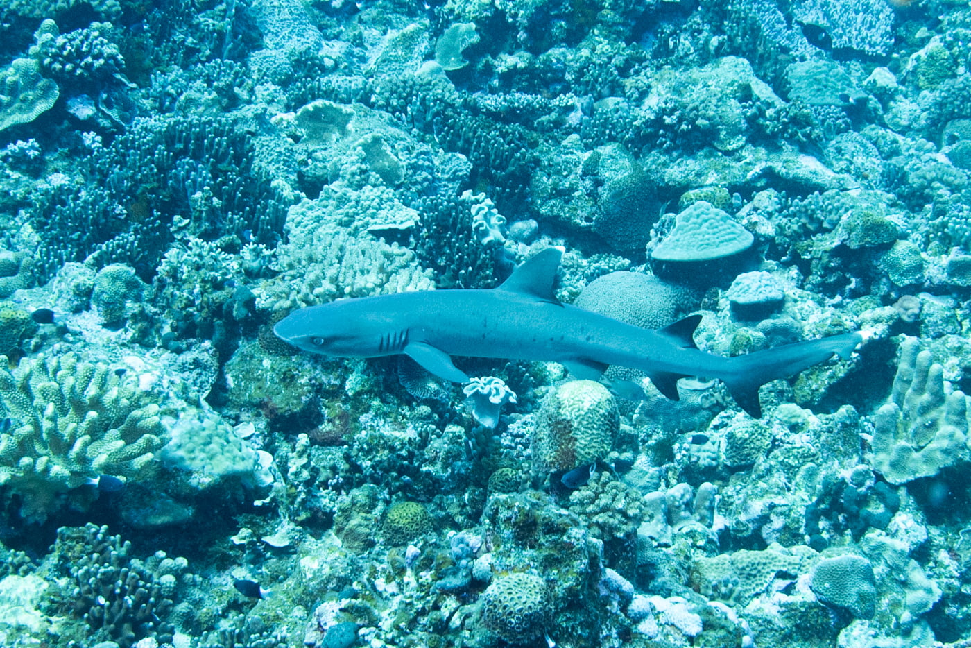 whitetip reef shark