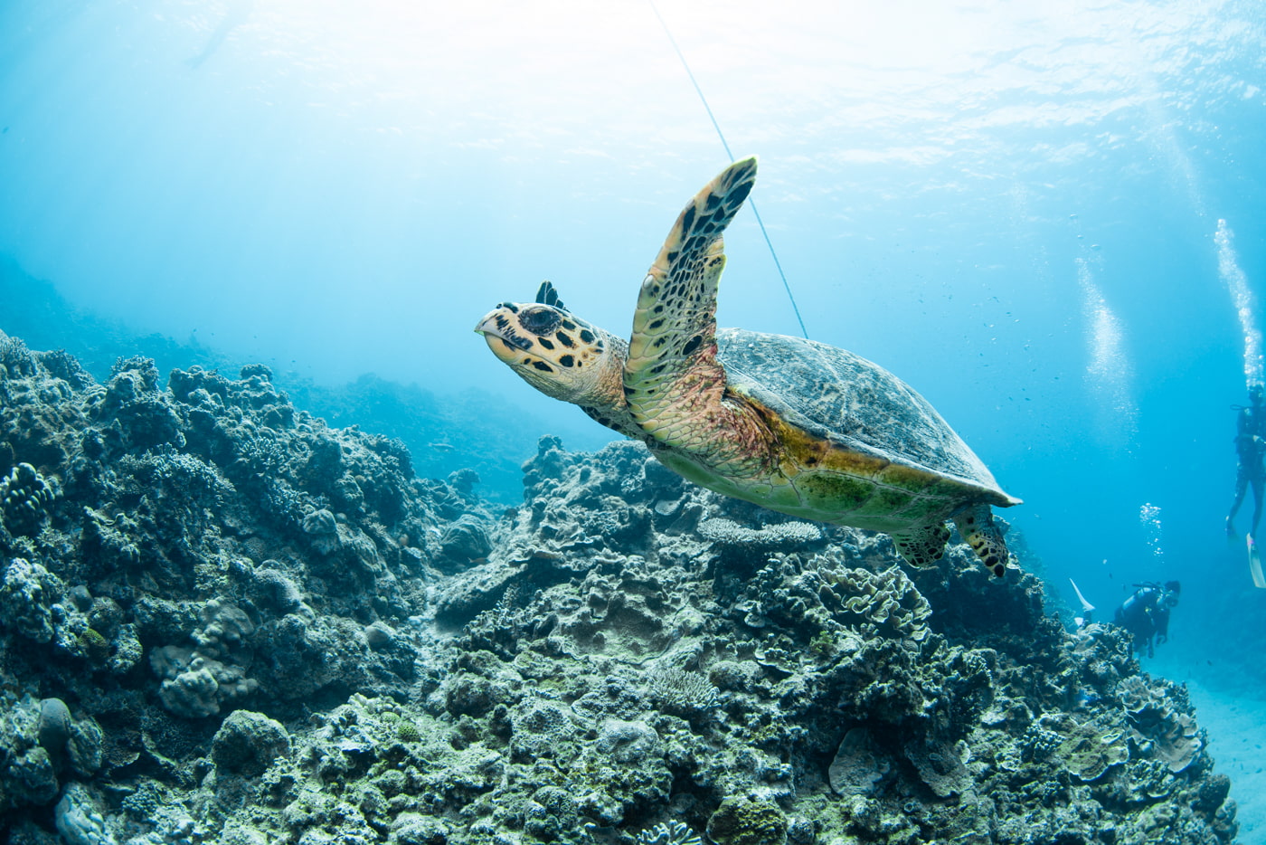 Hawksbill turtle